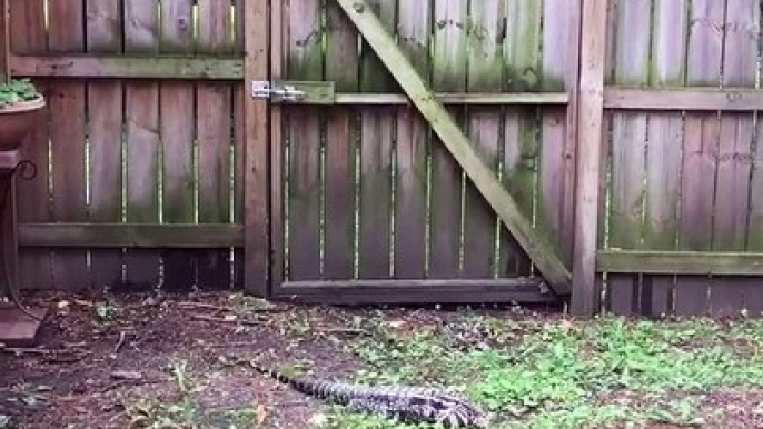 Giant Tegu Lizard Captured in Backyard