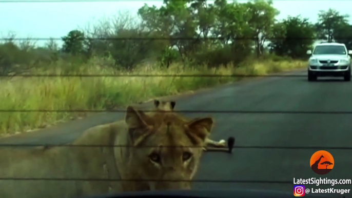 Un lion vient mordre les pneus d'une voiture et les fait exploser