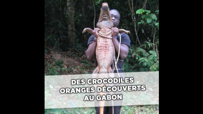 Gabon: Des crocodiles orange vivent coincés dans des grottes depuis 3.000 ans