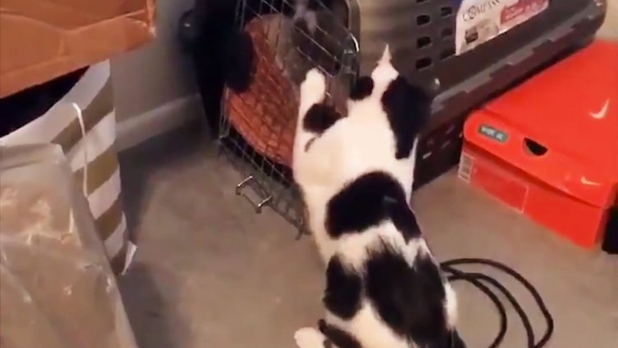 Cat Breaks Dogs Out Of Time Out The Dodo