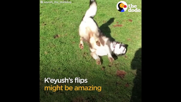 Funny Husky Dog Is So Proud of His Flips The Dodo