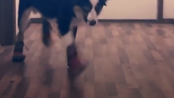 Funny Dogs Try Walking in Winter Boots The Dodo