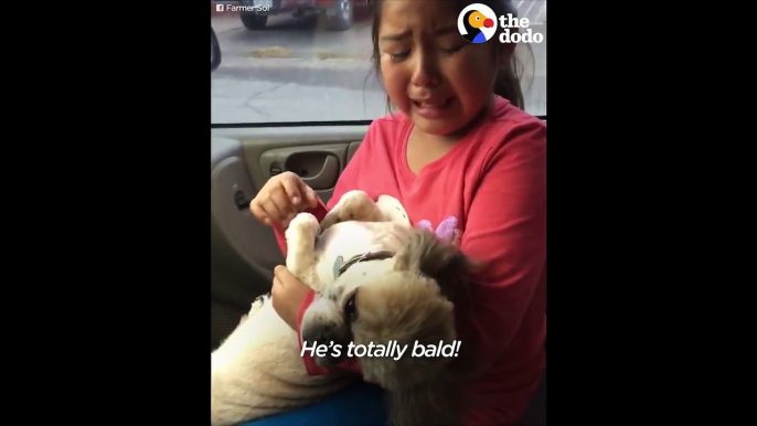 Girl Cries Over Dog's New Haircut The Dodo