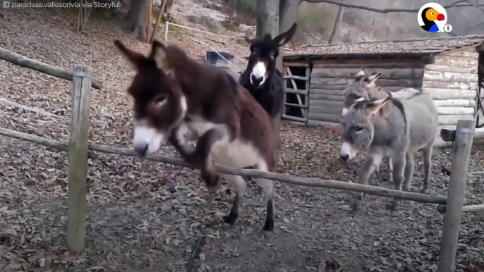 Donkey Has The Smartest Way Of Getting Over This Fence The Dodo