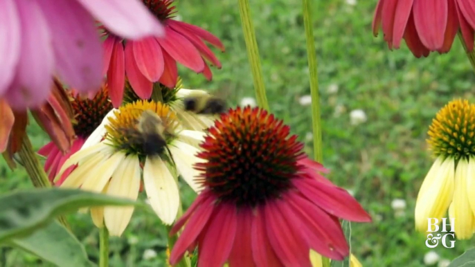 Bees, butterflies, and hummingbirds, oh my! Add some of these plants to help your own garden and the environment, too:  Follow The Dirt for more helpful garde