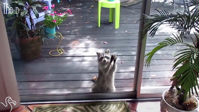 Raccoon Knocks On Door To Ask For Food The Dodo