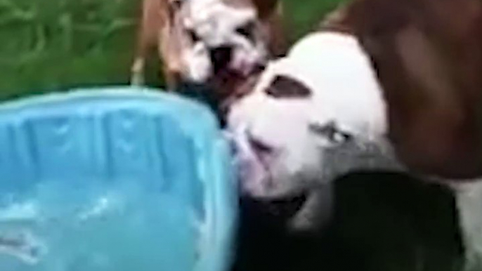 FUNNY Bulldog TRIES To Bring Pool Inside The Dodo