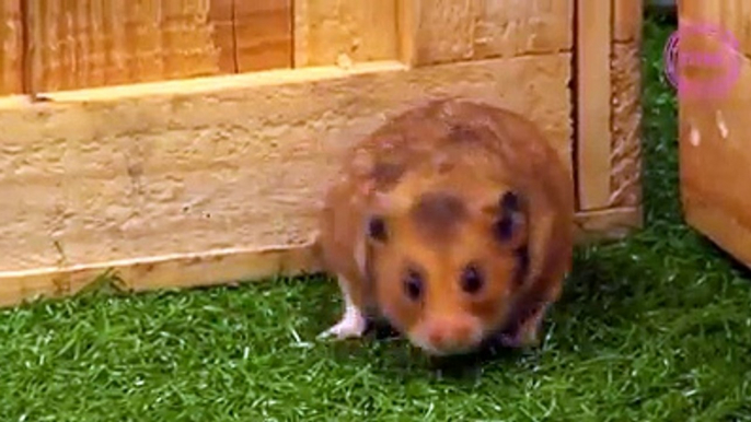 It's Denmark   v  France! Will our hamster superstar go for Danish Dynamite or Les Bleus?  ⚽ There's only one way to find out...