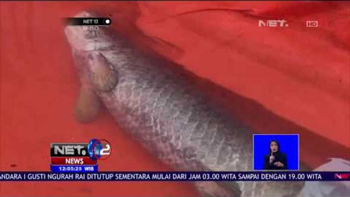 Video Ikan Arapaima Dilepas Viral di Medsos - NET 12