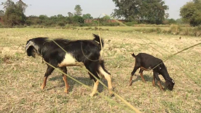 Cute Baby Goats - A Cute And Funny Baby Goats In Farm (2)