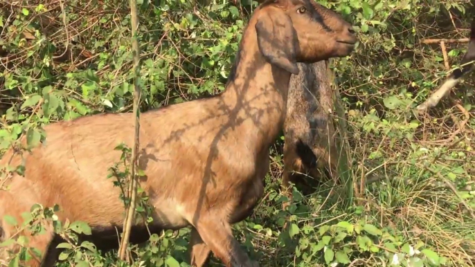 Cute Baby Goats - A Cute And Funny Baby Goats In Farm