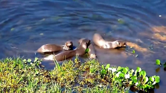 Amazing Leopard Attack Monkey On The Tree 3 Otters Vs Crocodile Cheetah Hunts Wildebeest