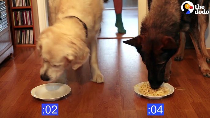 Dog Spaghetti Eating Contest The Dodo