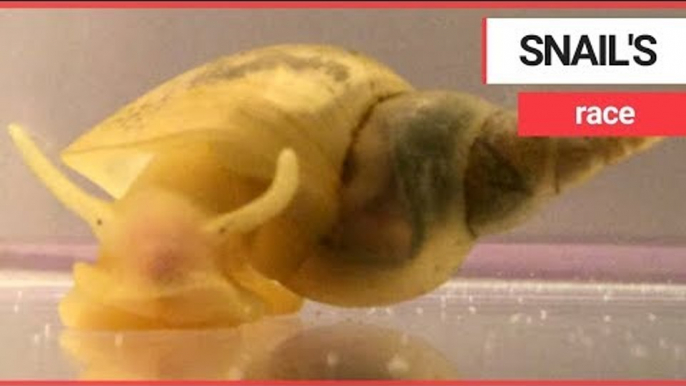 Snails 'become risk-takers when hungry' | SWNS TV