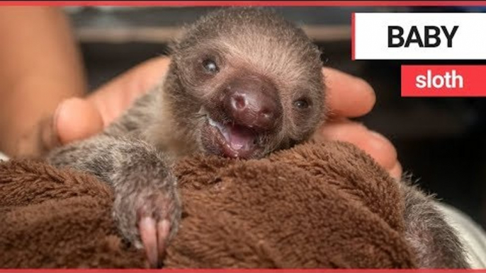 A zoo has announced the birth of their first sloth | SWNS TV