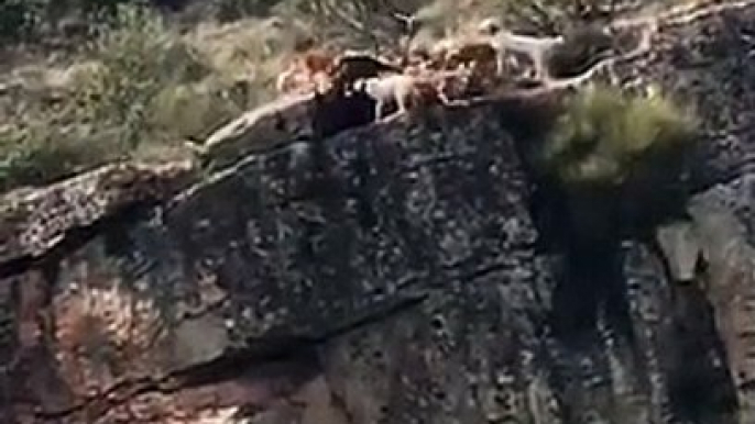Scandale en Espagne: Un chasseur pousse ses chiens à acculer un cerf au bord d'une falaise... Les chiens et leur proie tombent et se tuent... - VIDEO