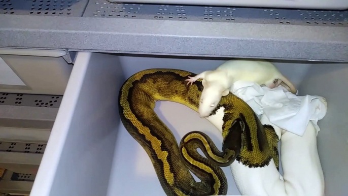 Ce python avait une petite faim... Miam une souris