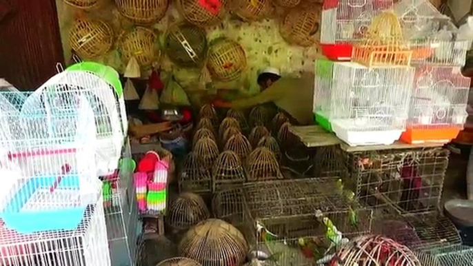 Famous Market Afghanistan nangarhar  - Pets and Birds Market