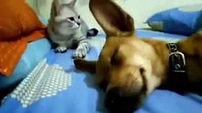 Doggo Getting Beaten By Cat For Sleep Farting