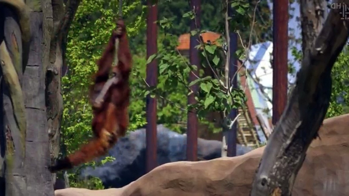 The Secret Life of the Zoo S02 - Ep05 Ep 5 HD Watch