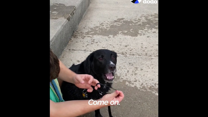 Ninja Dog REALLY Doesn't Want To Leave the Beach The Dodo