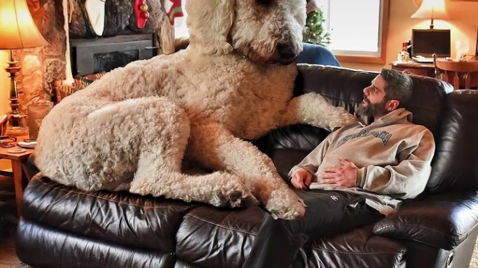 ENORMOUS Dog Photoshopped into Hilarious Photos The Dodo