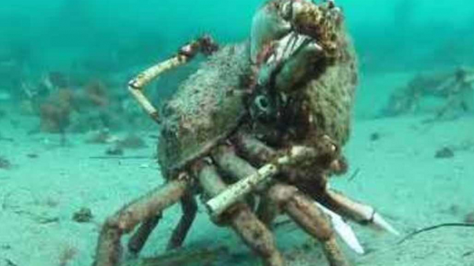 Crabs Show Off Their Tango Dance Moves