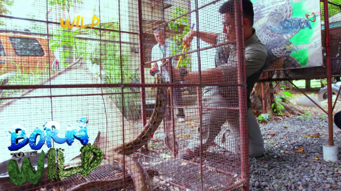 Born to Be Wild: Reticulated python attacks Doc Ferds Recio