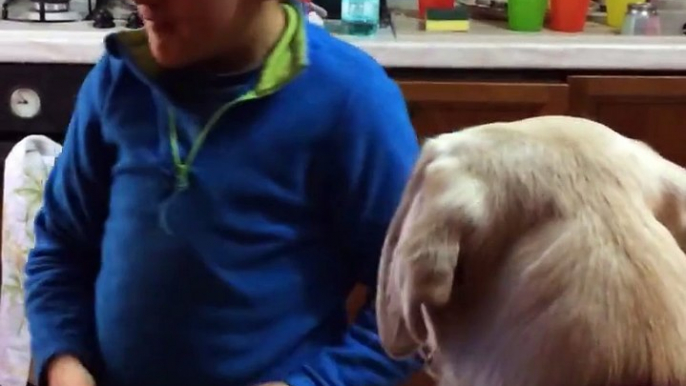 Se non credete all'amore tra un bambino e un cane questo video vi farà cambiare idea. La commovente storia di Lulù e del piccolo Carlo