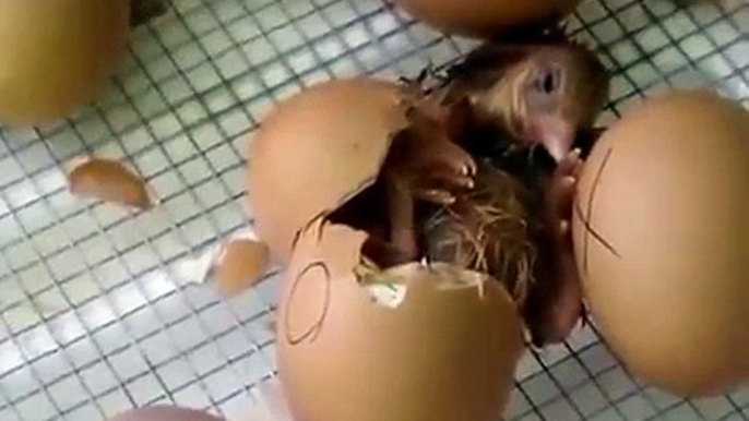 A Chicken Egg Hatching In Little Giant Incubator
