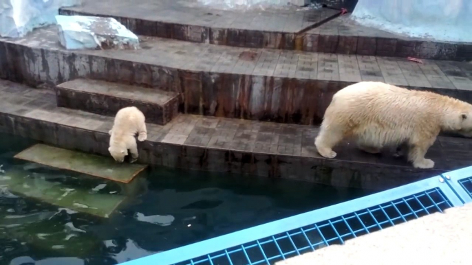 Le premier bain de ce bébé ours polaire est tellement mignon