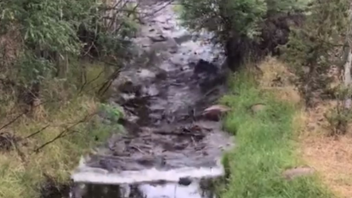 Flash Flood Turns Colorado Creek Into Raging Torrent