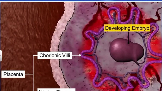 (5)CBSE Class 12 Biology, Human Reproduction – 5, Embryonic Development and Parturition