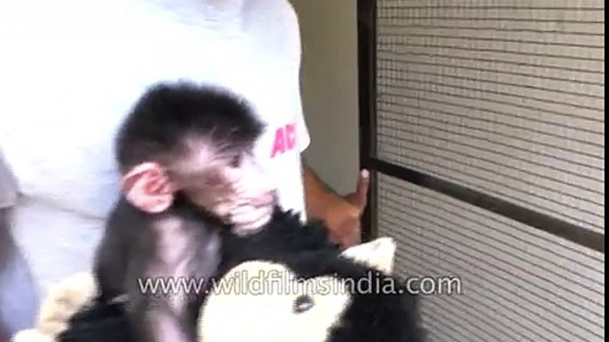 Adorable baby Baboon cuddles a toy for comfort in India