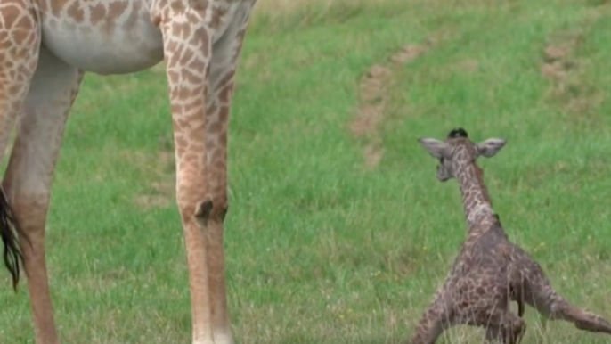 Newborn Giraffe Born in Wildlife Park Struggles With First Steps