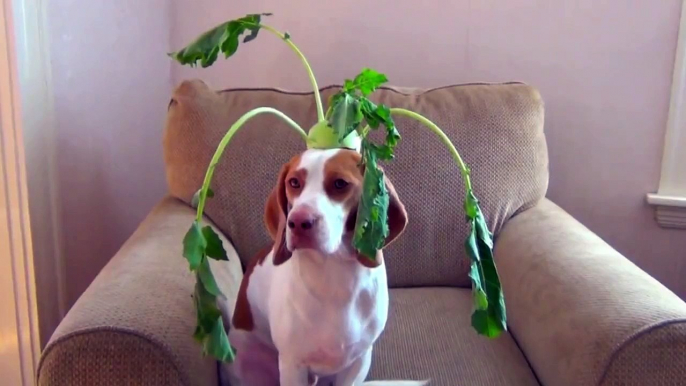 Un chien pose avec des fruits et légumes sur sa tête et c'est adorable