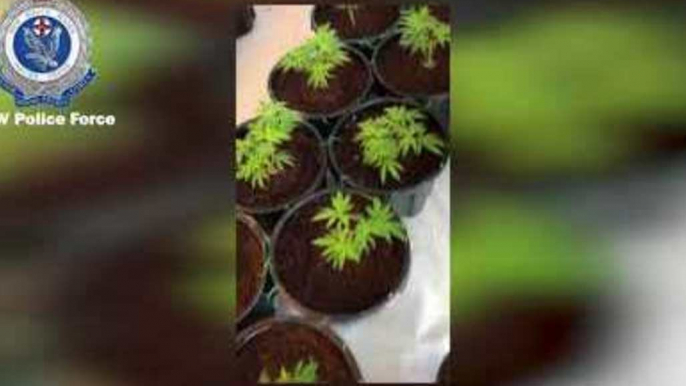 Police Charge 5 After Seizing More Than $6.2 Million of Cannabis Across Sydney