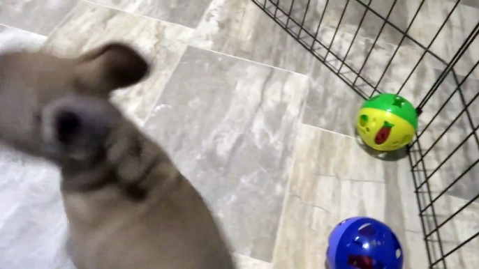 French Bulldog puppy for Sale, Male , French bulldog Puppies for Sale in Miami