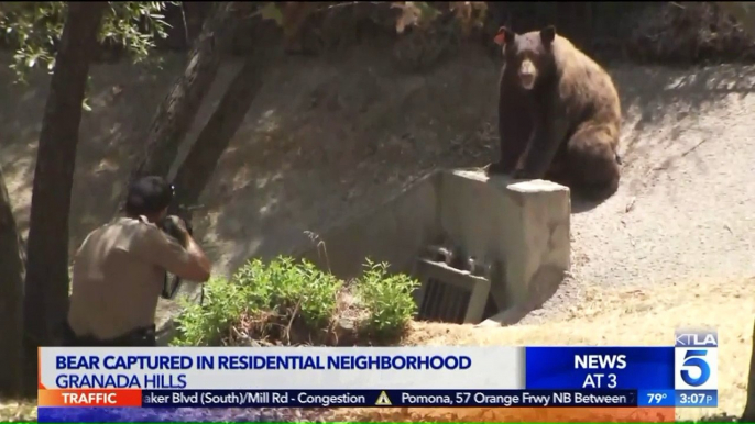 Bear Captured After Roaming Through Los Angeles Neighborhood