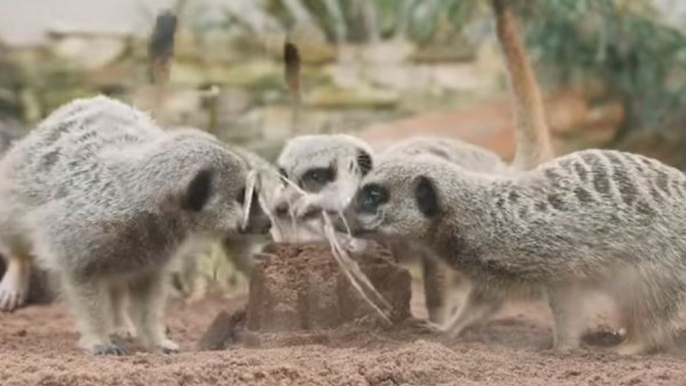 Adorable Taronga Zoo Meerkats Play With Sandcastles