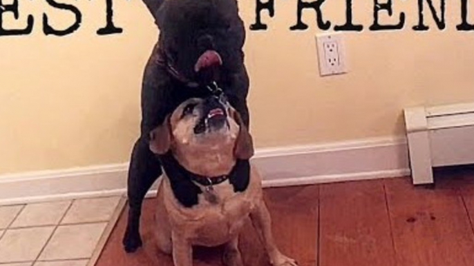 French Bulldog Chooses Dinner Time to Display His Affection