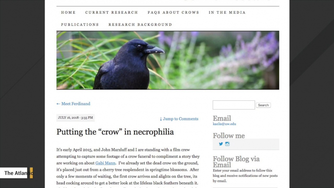 Crows Observed Trying To Mate With Dead Members