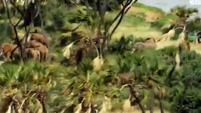 Nature  039 s Epic Journeys S01  E01 Elephants - Part 03