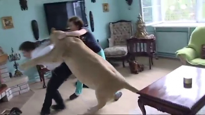 Lion Attack on Man in Home 2018