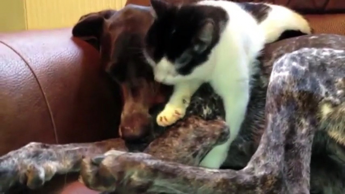 Cat decides to take nap on top of dog