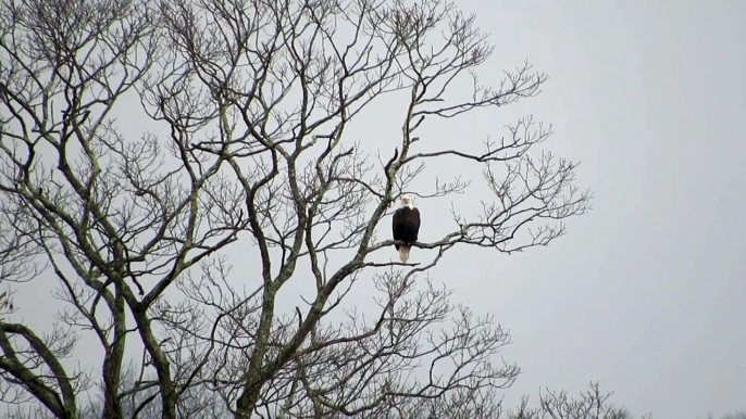 Bald Eagle Hebron, CT. January 16th, new