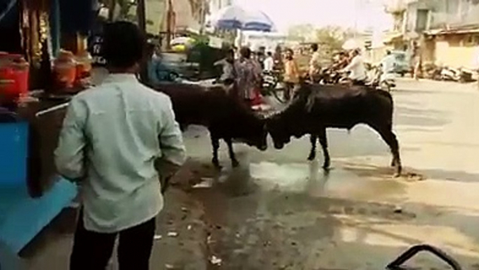 Fight with bull | one person help | iss person ka kya huaa?  | Entertainment |Read description