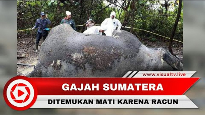 Gajah Betina Sedang Hamil Mati karena Racun