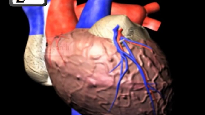 Human circulatory system | Heart working | Human Anatomy and Physiology video 3D | elearni