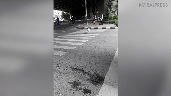 Stray Dog Using Zebra Crossing